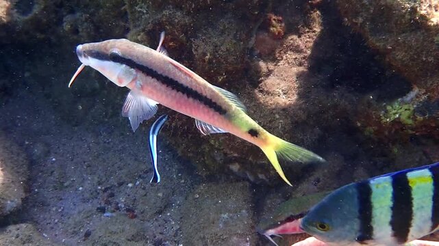 Close up of Cleaner Wrasse, scientific name of small fish is Labroides dimidiatus, belongs to family Labridae. It feeds by removing ectoparasites from tissues of other fish, Red Sea, Aqaba gulf
