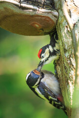 Great spotted woodpecker feeding chick