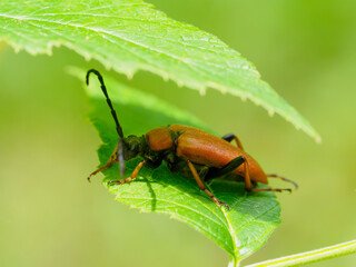 Red-brown longhorn beetle (Stictoleptura rubra) looking for sun shade