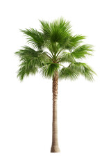 Palm Tree Isolated