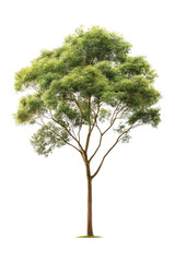 Fototapeta premium Green Tree Isolated