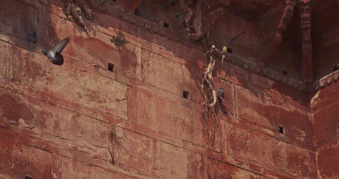 Varanasi, Uttar Pradesh, India. Doves take off from old red wall Chet Singh Fort. Pigeons flying above on Chet Singh Ghat. Slow motion flight