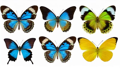 Obraz premium set of beautiful blue green yellowbutterflys isolated on white or transparent png