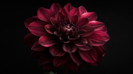 A Close-up of a Beautiful Red Dahlia Flower