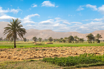 Fototapeta premium Beautiful view of village landscape in Luxor, Egypt