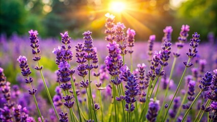 Naklejka premium Vibrant purple lavender blooms sway gently in the warm sunlight, casting a serene ambiance in the lush floral garden on a bright summer day.
