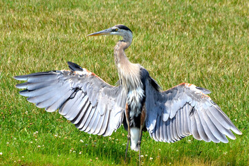 Great blue heron bird cooling down by gular fluttering © Kitz Pix