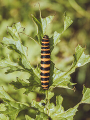 Cinnabar moth caterpillar eating Ragwort leaves