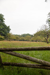 Fototapeta premium Foggy day in apple orchard, no people