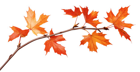 maple leaves autumn tree branch isolated on white transparent background. cut out