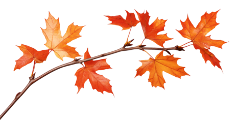 maple leaves autumn tree branch isolated on white transparent background. cut out