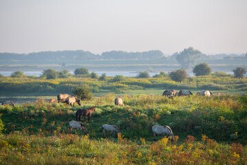 konik horses on early morning in summer at river waal in ooijpolder near nijmegen © ahavelaar