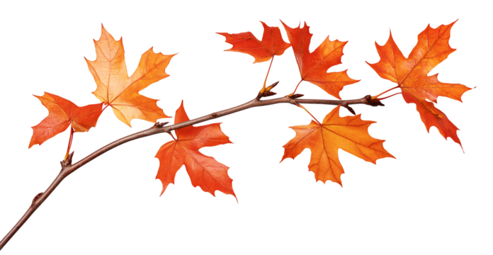 maple leaves autumn tree branch isolated on white transparent background. cut out