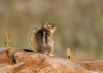 Chipmunk2