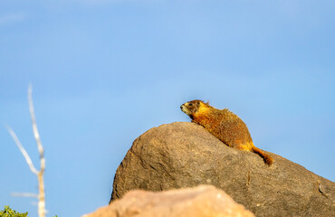 Marmots19