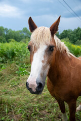 Brown painted horses in lush field during summer blooms