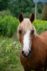 Obraz premium Brown painted horses in lush field during summer blooms