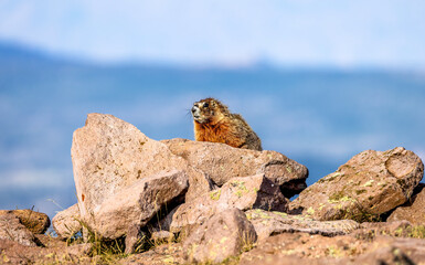 Marmots4