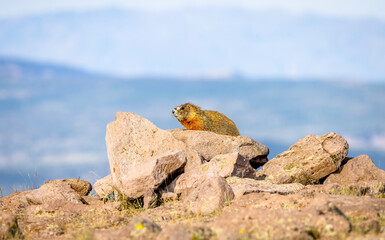 Marmots3