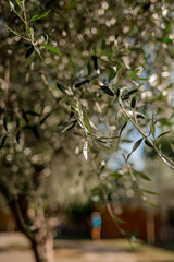 olive tree branch