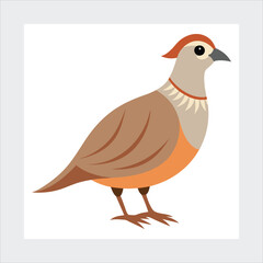  Chukar vector illustration