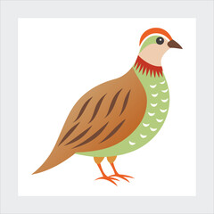  Chukar vector illustration