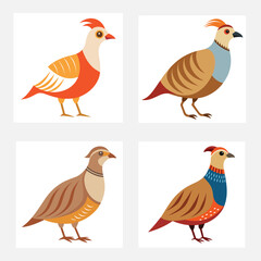  Chukar vector illustration