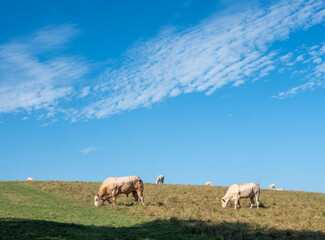 blonde cows graze in hill country near nijmegen in the netherlands