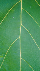 Closeup green leaf veins visible, light blurred background.