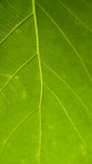 Closeup green leaf veins visible, light blurred background.