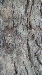 Fototapeta premium Closeup of tree bark with rough texture and light.