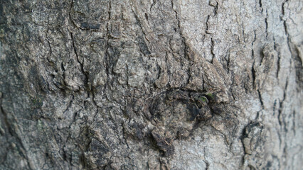Closeup of tree bark with rough texture and light.