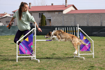 Dog training on agility field