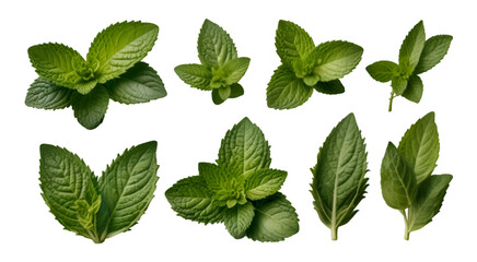 Leaf plant herbs mint. set of mint leaves, fresh mint isolated on transparent background.