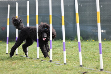 Dog running slalom on the agility field for dogs