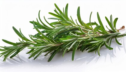 "Fresh Rosemary: Nature’s Flavor Highlighted"