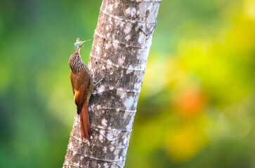 Streak-headed Woodcreeper (Lepidocolaptes souleyetii) on a tree with a caught insect in beak, Costa Rica.