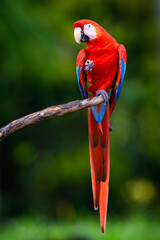 Scarlet Macaw (Ara macao) sitting on a branch eating something Costa Rica.