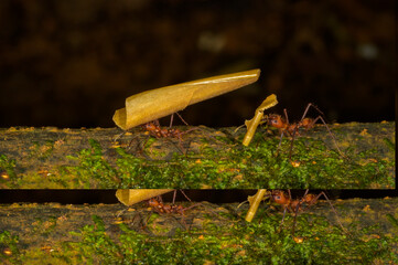 Leafcutter Ants (Atta cephalotes), workers carrying leaf segments to their nest, Costa Rica.