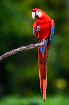 Scarlet Macaw (Ara macao) sitting on a branch eating something Costa Rica.