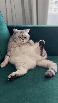 A British cat lazily sprawled on a green sofa