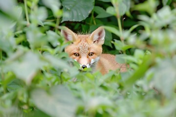 Fototapeta premium Curious Fox Peeking Through Green Foliage.