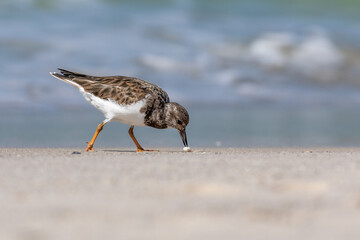 Ruddy Turnstone looking for a meal in a shell.