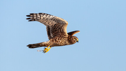 Northern Harrier Hawk flying over the marsh.