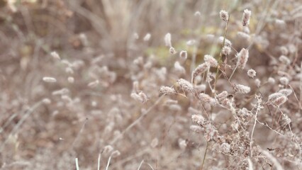 Close-up of dry grass meadow in summer. Delicate flower background. 