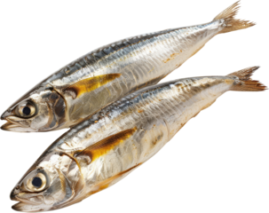 Fresh and shiny mackerel fish isolated on a white background. Ideal for culinary, seafood, and nutritional content themes.