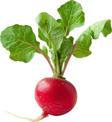 Fresh red radish with green leaves in close-up, isolated on white background. Ideal for healthy eating and organic food concepts.