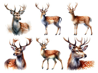 Realistic Watercolor Deer Illustrations.