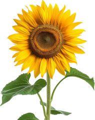 Obraz premium Bright yellow sunflower with green leaves on a white background. Perfect for nature, gardening, and summer-themed designs.