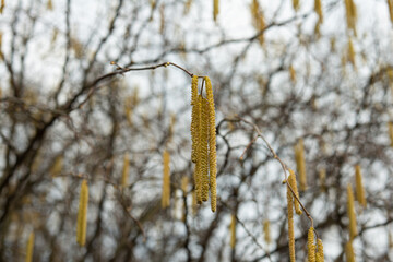 Hazelnut flower early spring. The first flowers of spring. selective focus